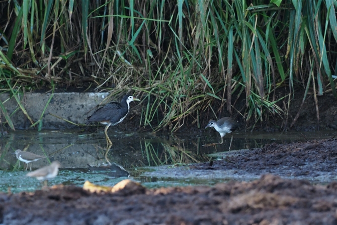 VnNCi,White-brested Waterhen